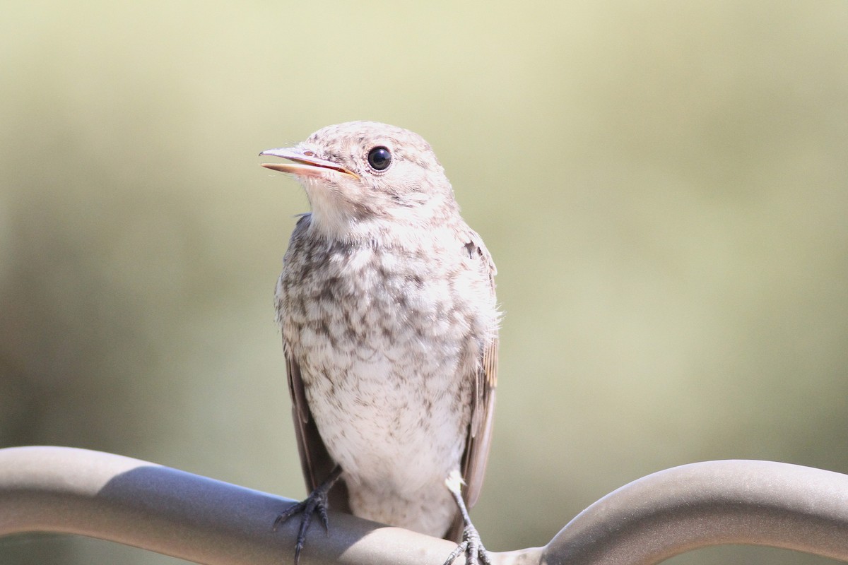 Spotted Flycatcher (Mediterranean) - ML639808435