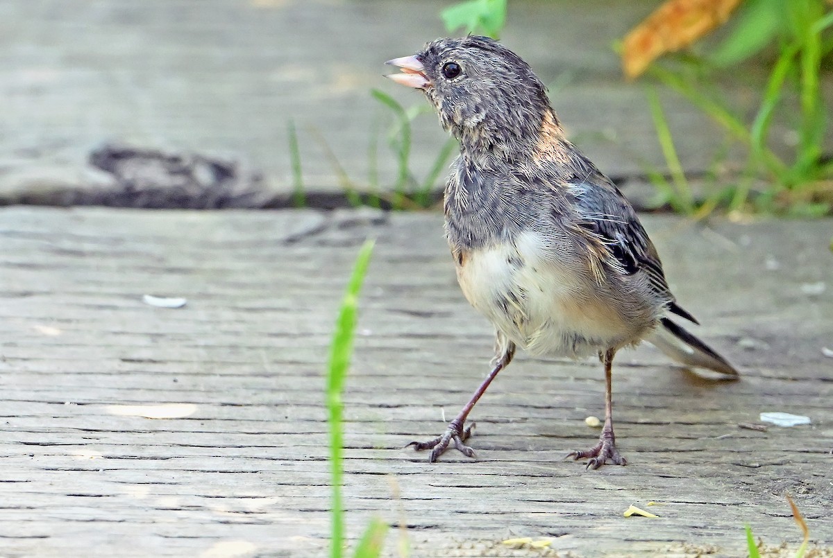 vinterjunko (cismontanus) - ML639808441