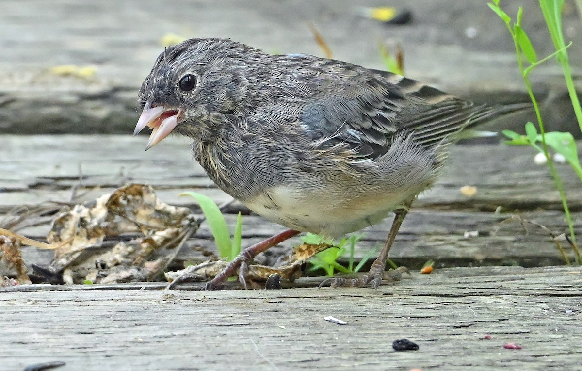 vinterjunko (cismontanus) - ML639808445