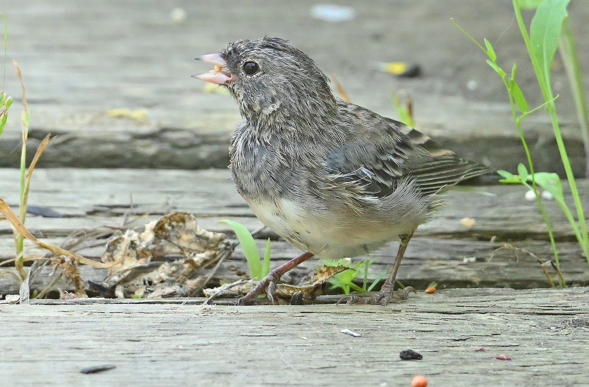 vinterjunko (cismontanus) - ML639808448