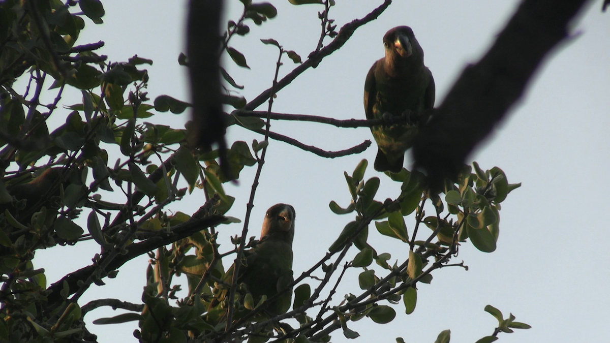 Brown-headed Parrot - ML639808449