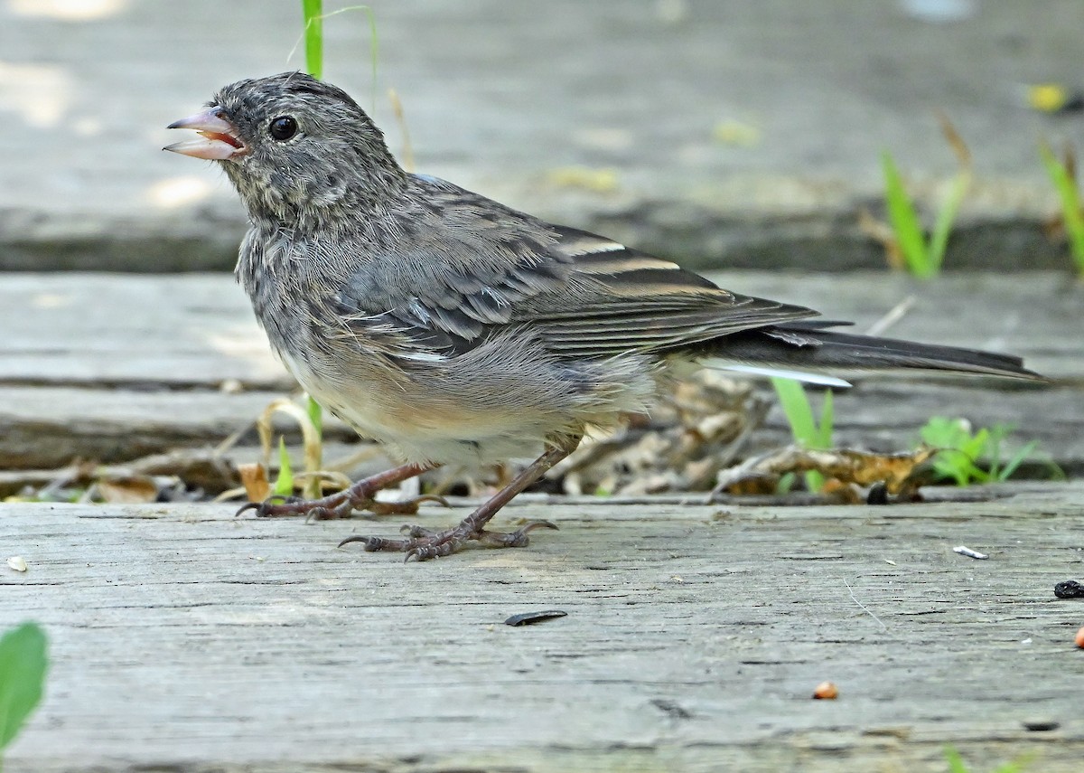 vinterjunko (cismontanus) - ML639808450