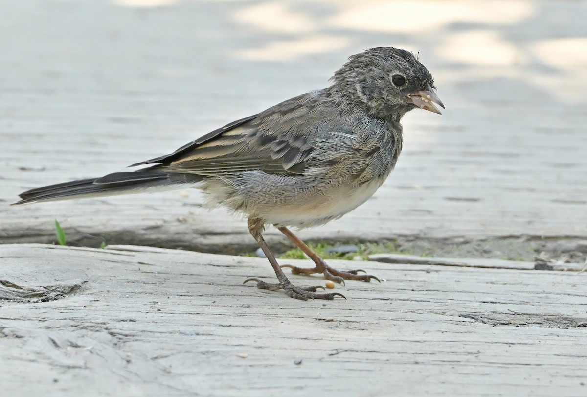 vinterjunko (cismontanus) - ML639808455