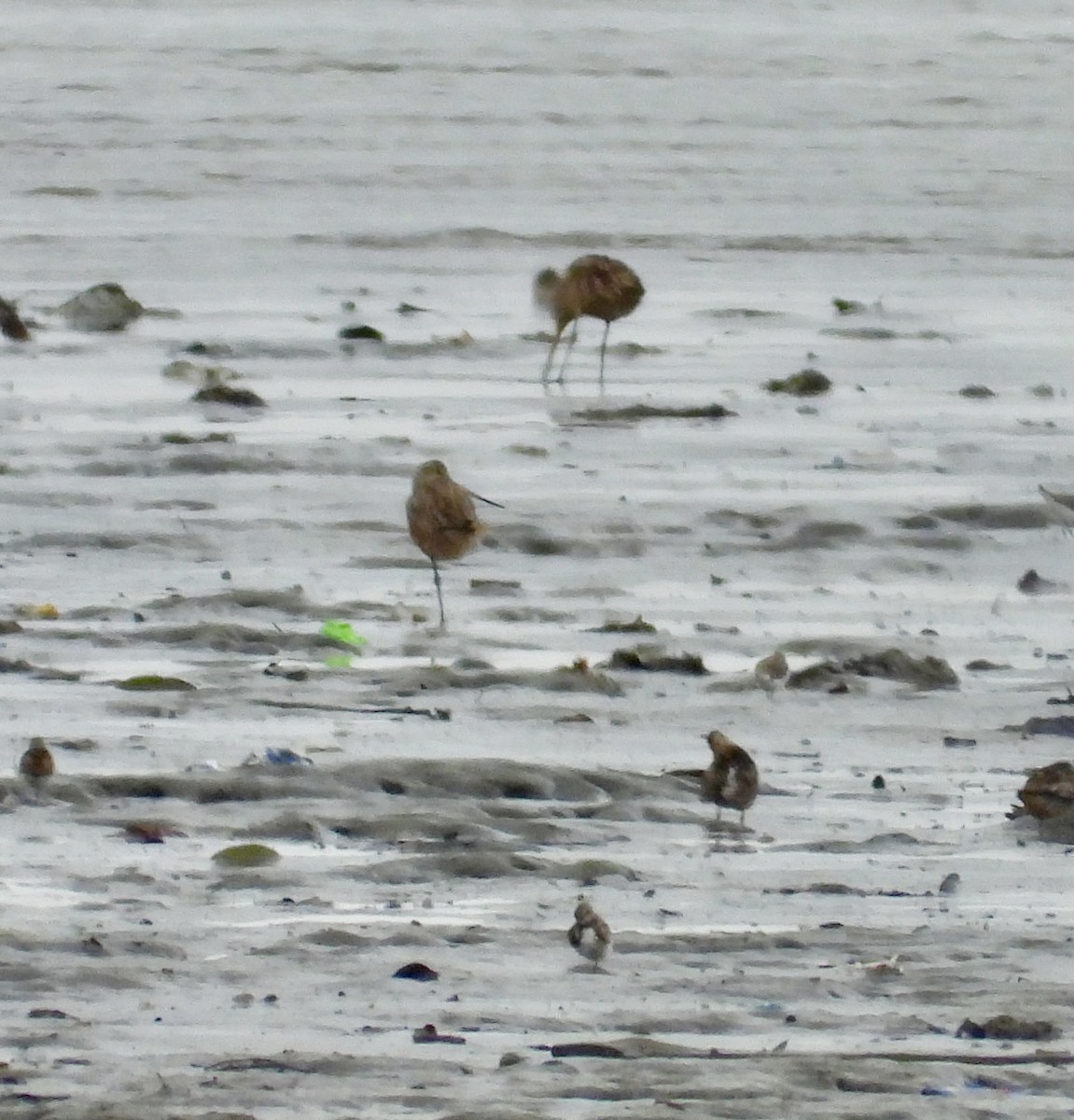 Marbled Godwit - ML639808485
