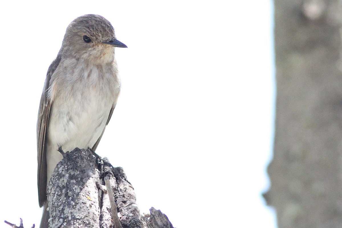 Spotted Flycatcher (Mediterranean) - ML639808536
