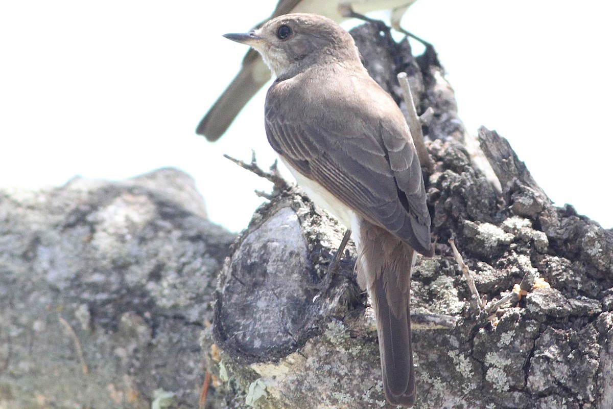 Spotted Flycatcher (Mediterranean) - ML639808537