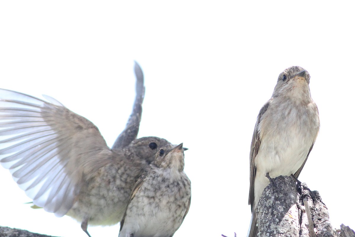 Spotted Flycatcher (Mediterranean) - ML639808538