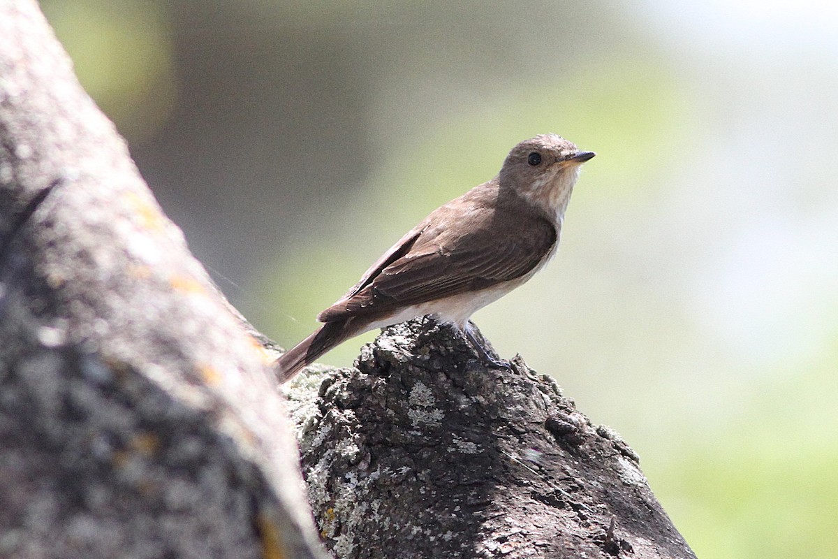 Spotted Flycatcher (Mediterranean) - ML639808539