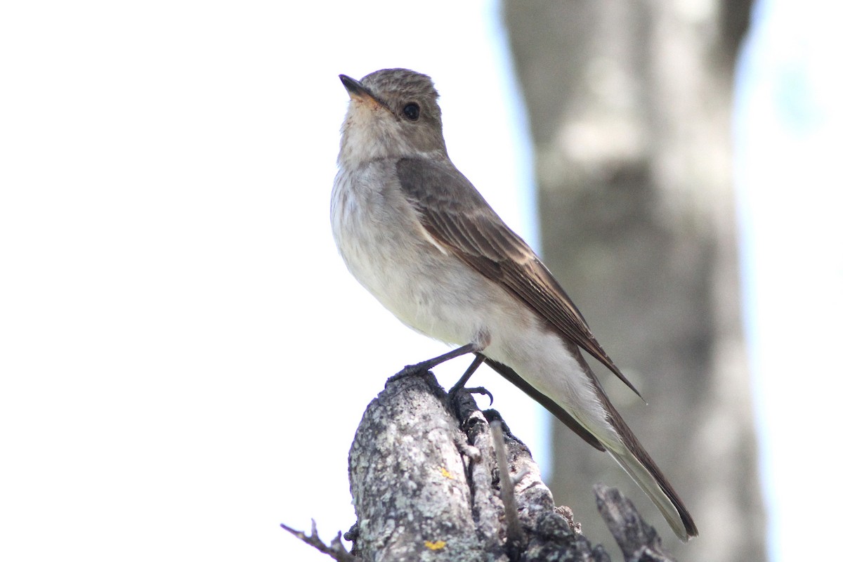 Spotted Flycatcher (Mediterranean) - ML639808540