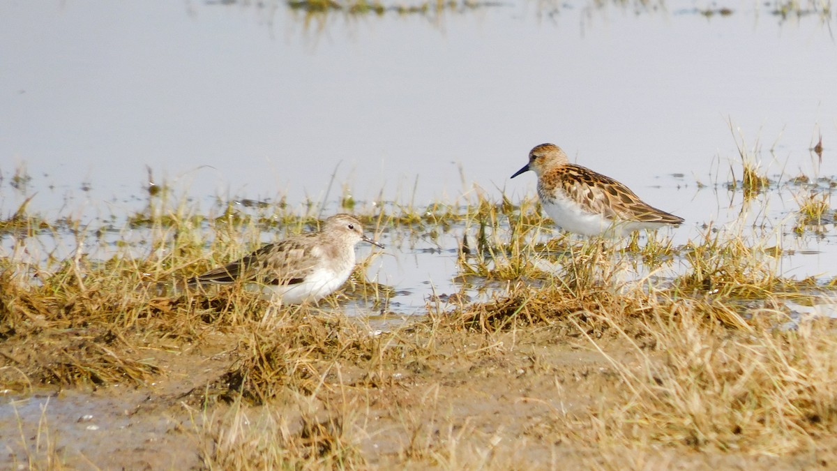 Temminck's Stint - ML639808589