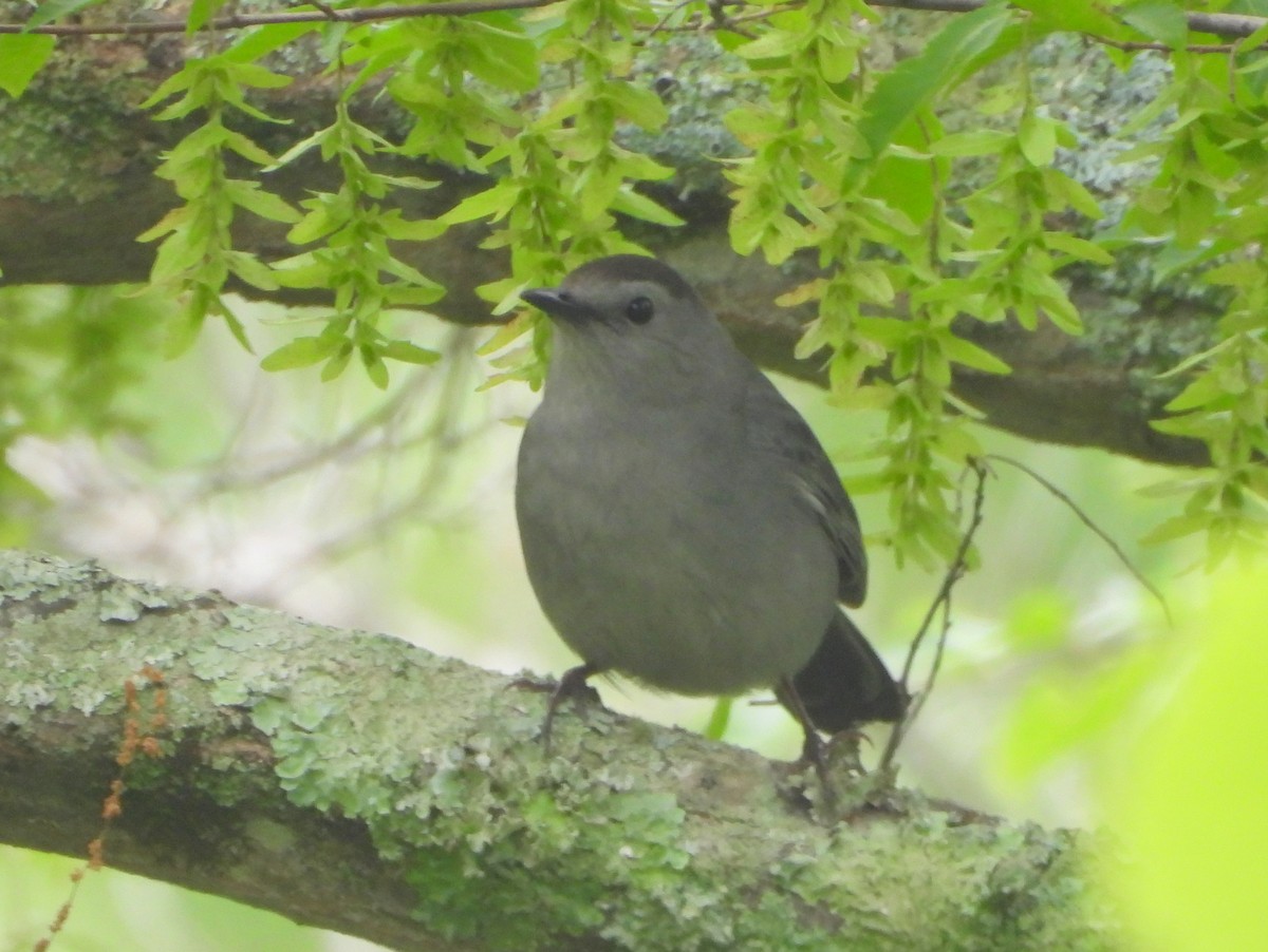 kattespottefugl - ML639808727