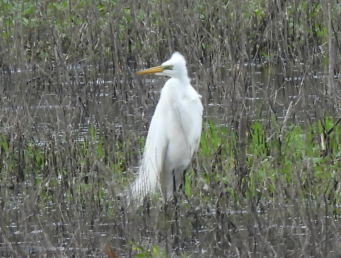 egretthegre - ML639808753