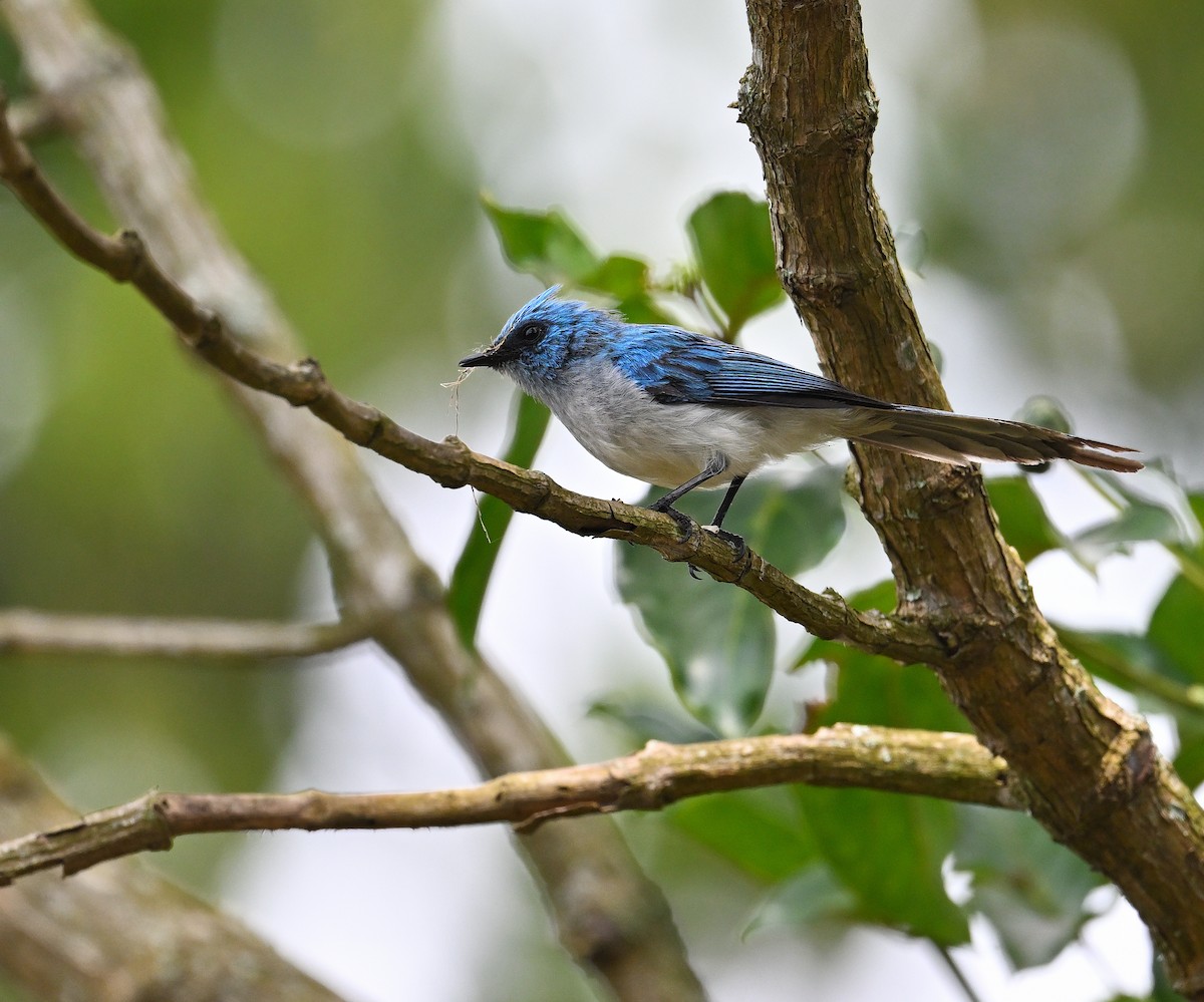 African Blue Flycatcher - ML639808784