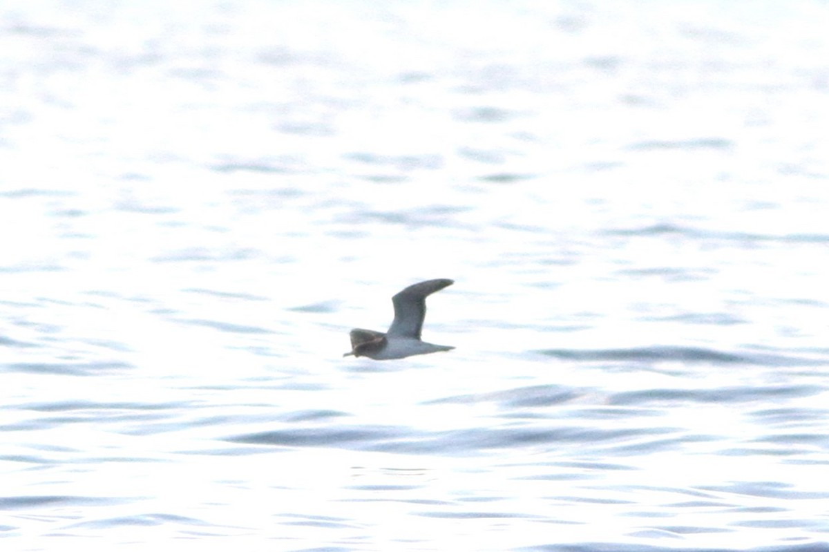 Scopoli's Shearwater - ML639808805