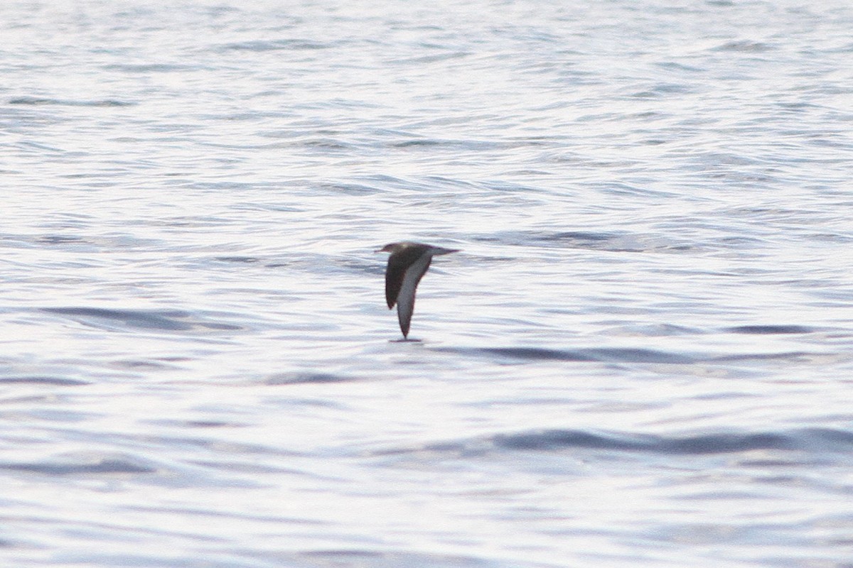 Scopoli's Shearwater - ML639808806