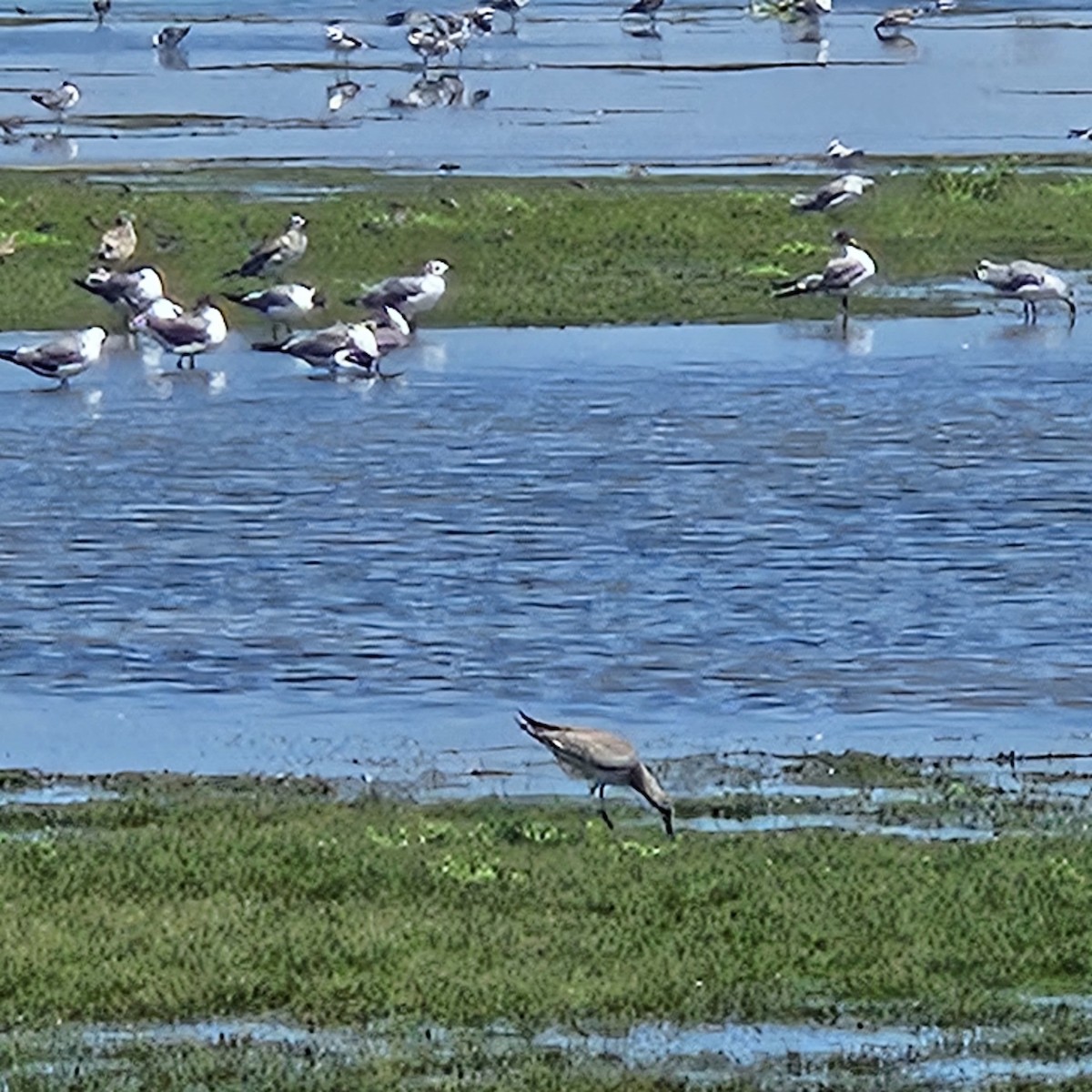 Willet - ML639808823