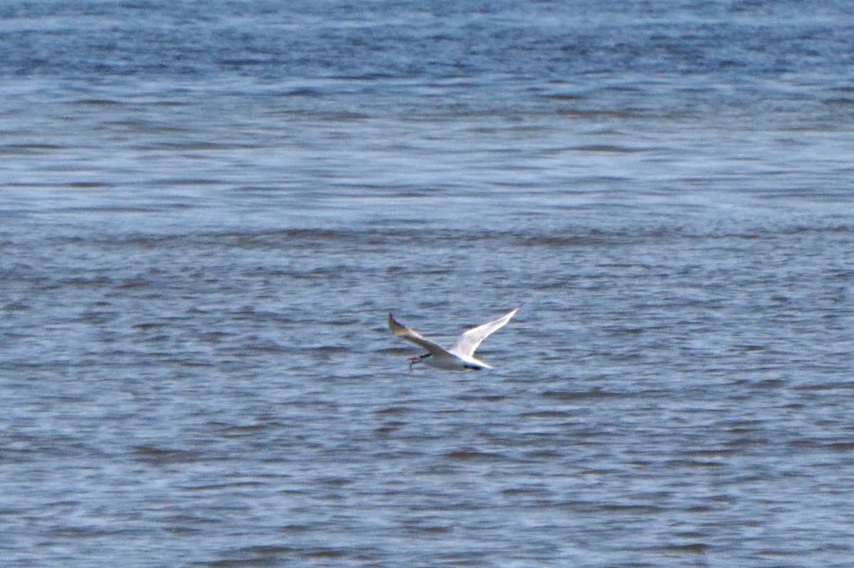 Royal Tern - ML639809021