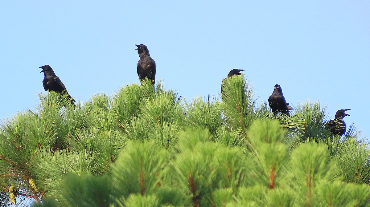 Fish Crow - ML639809049