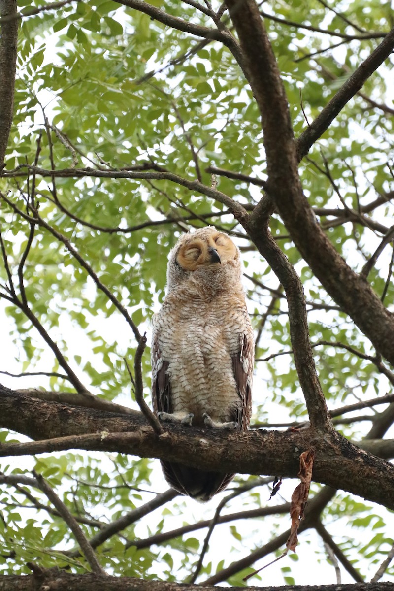 Spotted Wood-Owl - ML639809074