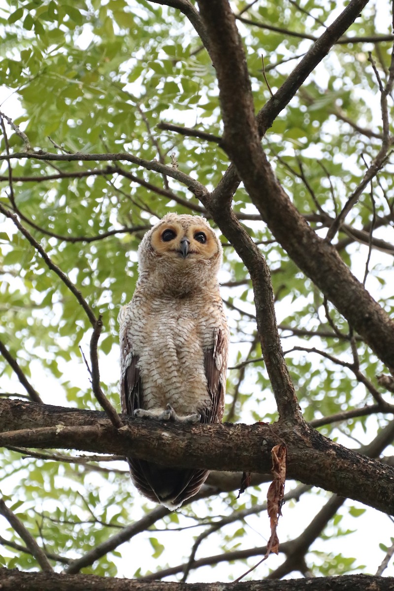 Spotted Wood-Owl - ML639809075