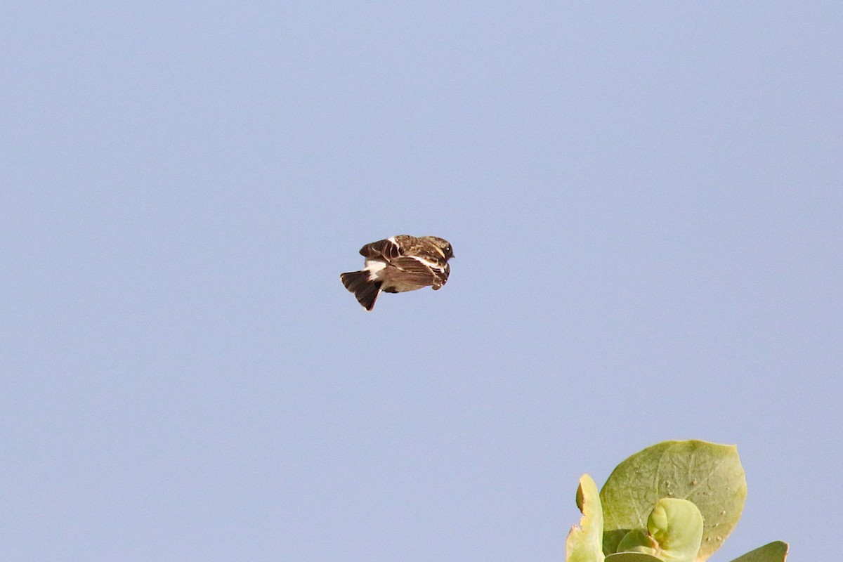 Siberian Stonechat (Caspian) - ML639809119