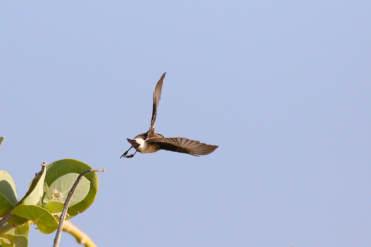 Siberian Stonechat (Caspian) - ML639809120