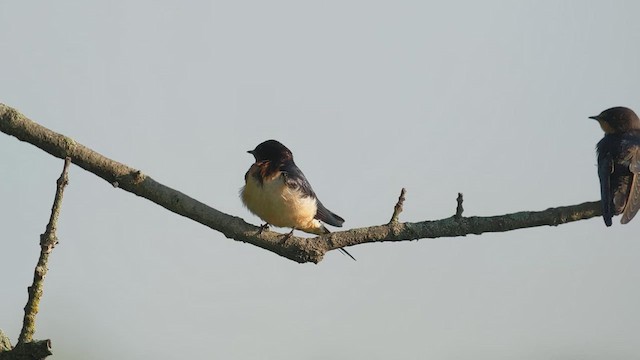 Hirondelle rustique - ML639809164