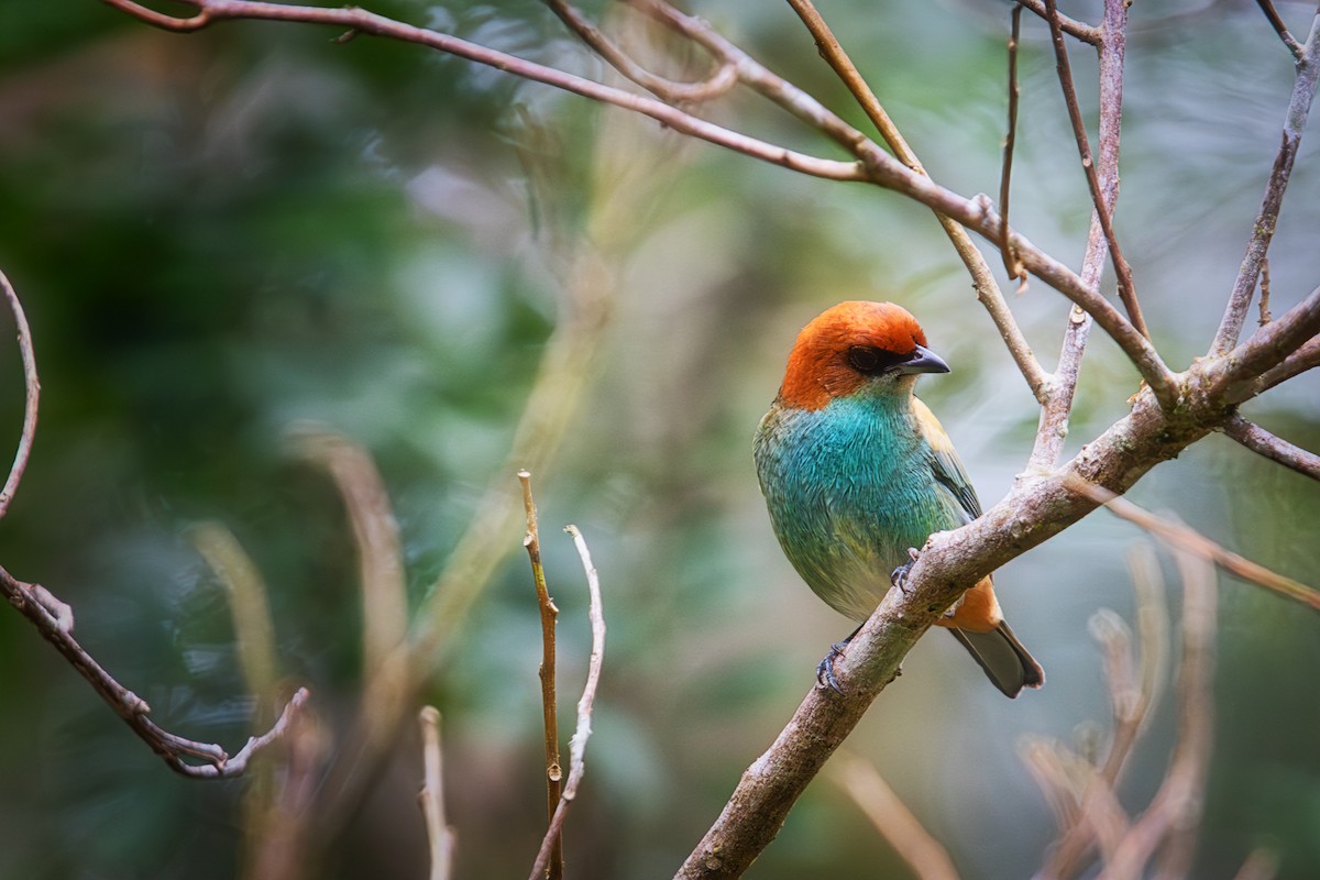 Black-backed Tanager - ML639809179