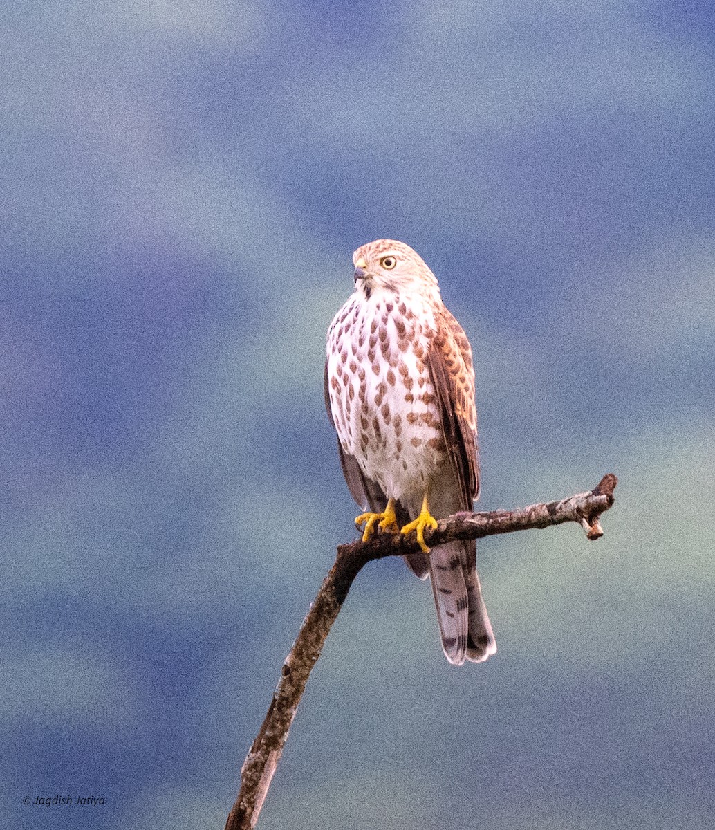 Shikra - ML639809293
