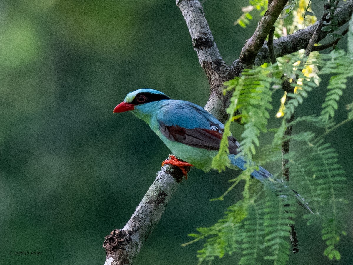 Common Green-Magpie - ML639809325
