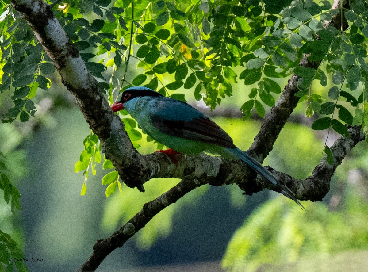 Common Green-Magpie - ML639809326