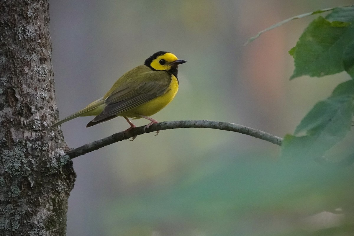 hetteparula - ML639809441