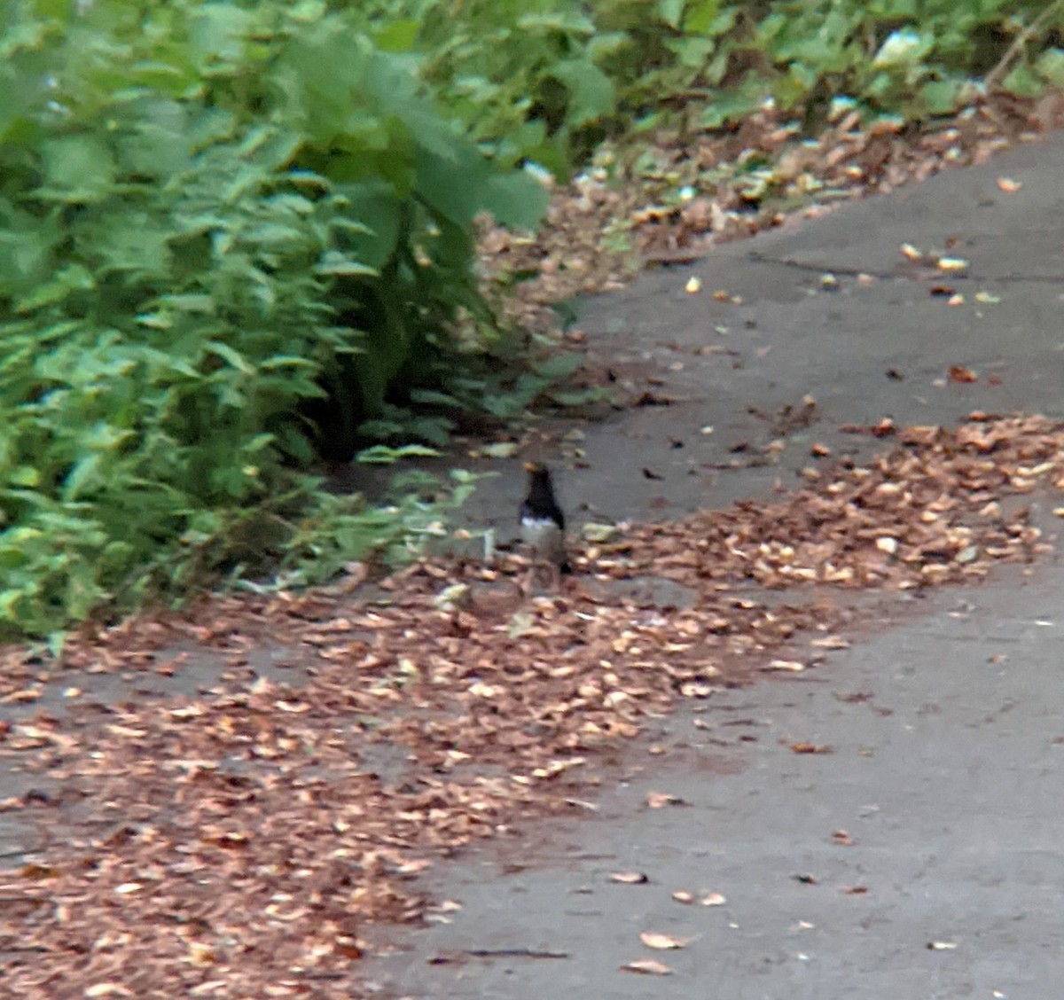 Japanese Thrush - ML639809444