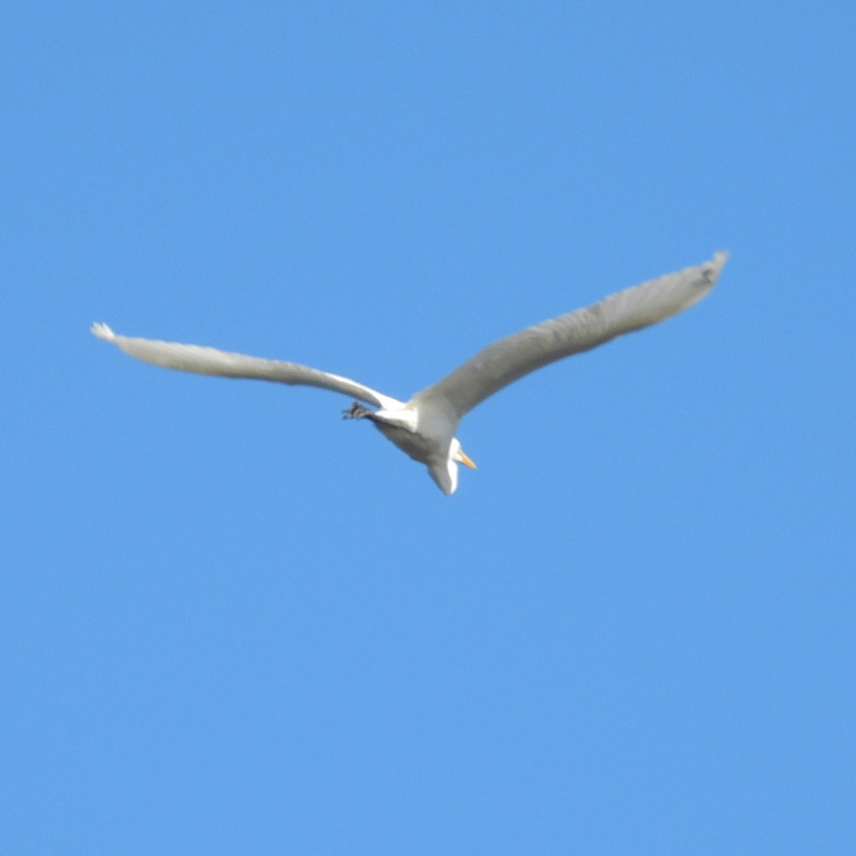 Цасч дэглий - ML639809473