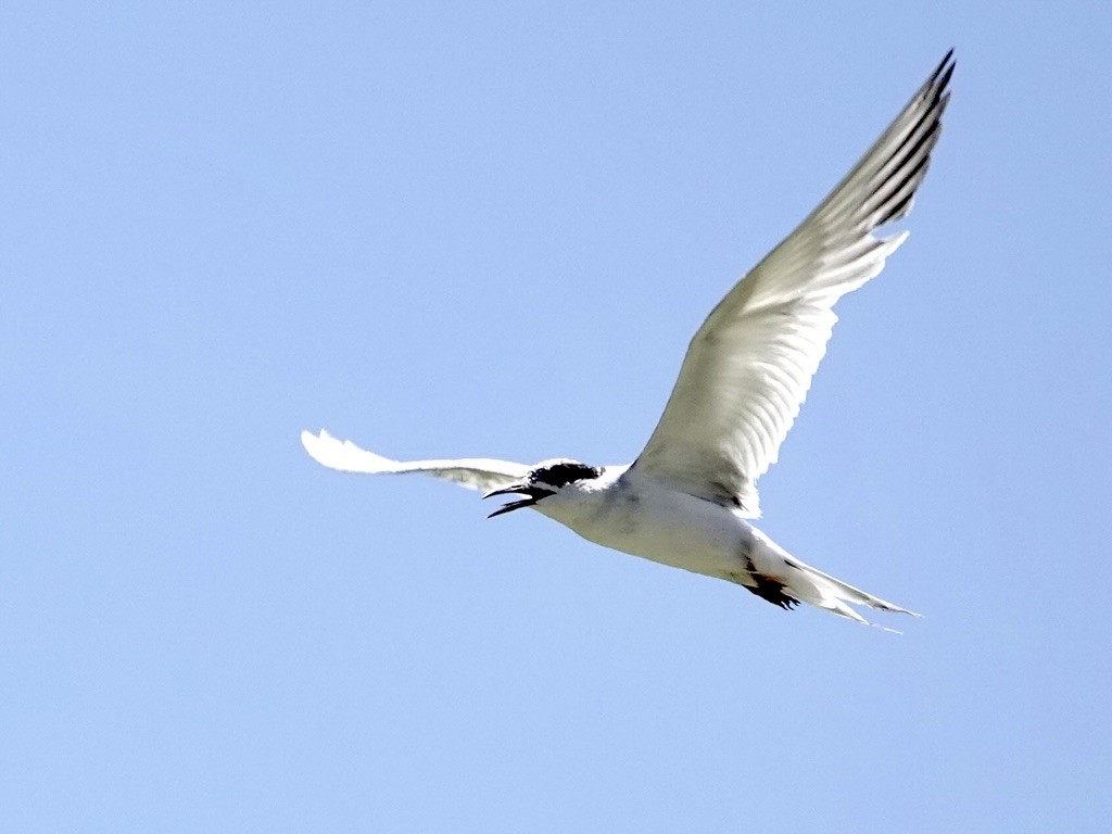 Forster's Tern - ML639809486