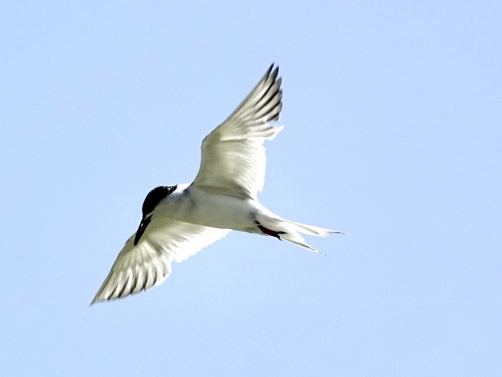Forster's Tern - ML639809504