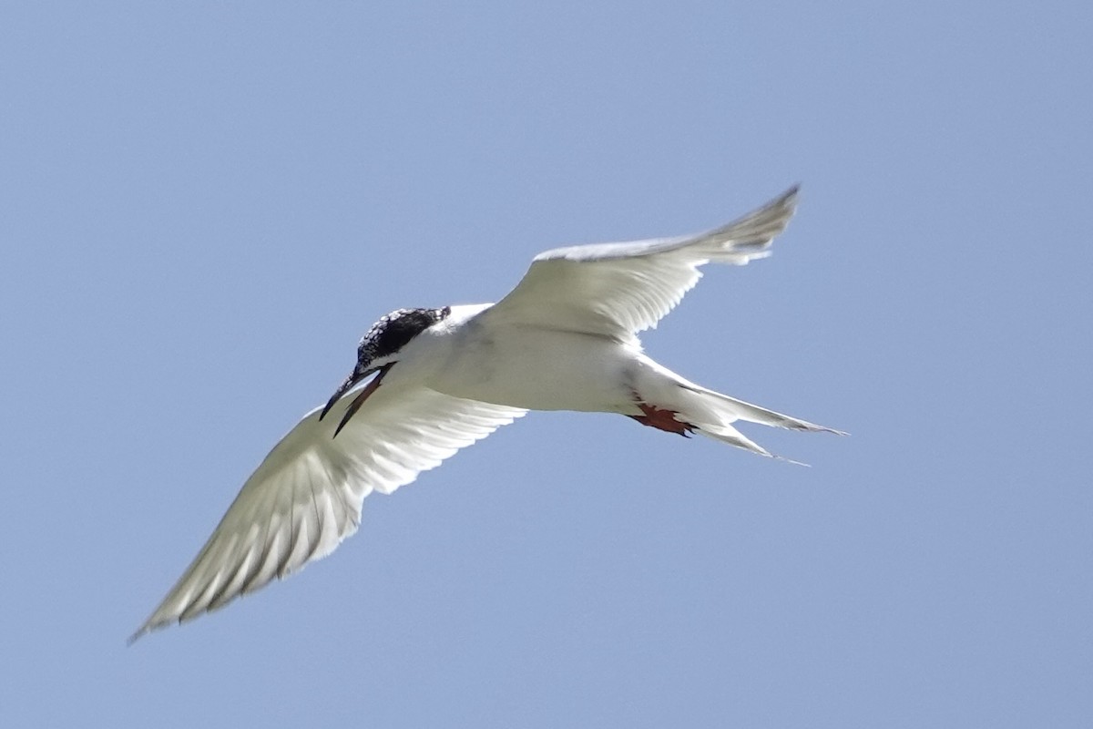 Forster's Tern - ML639809506