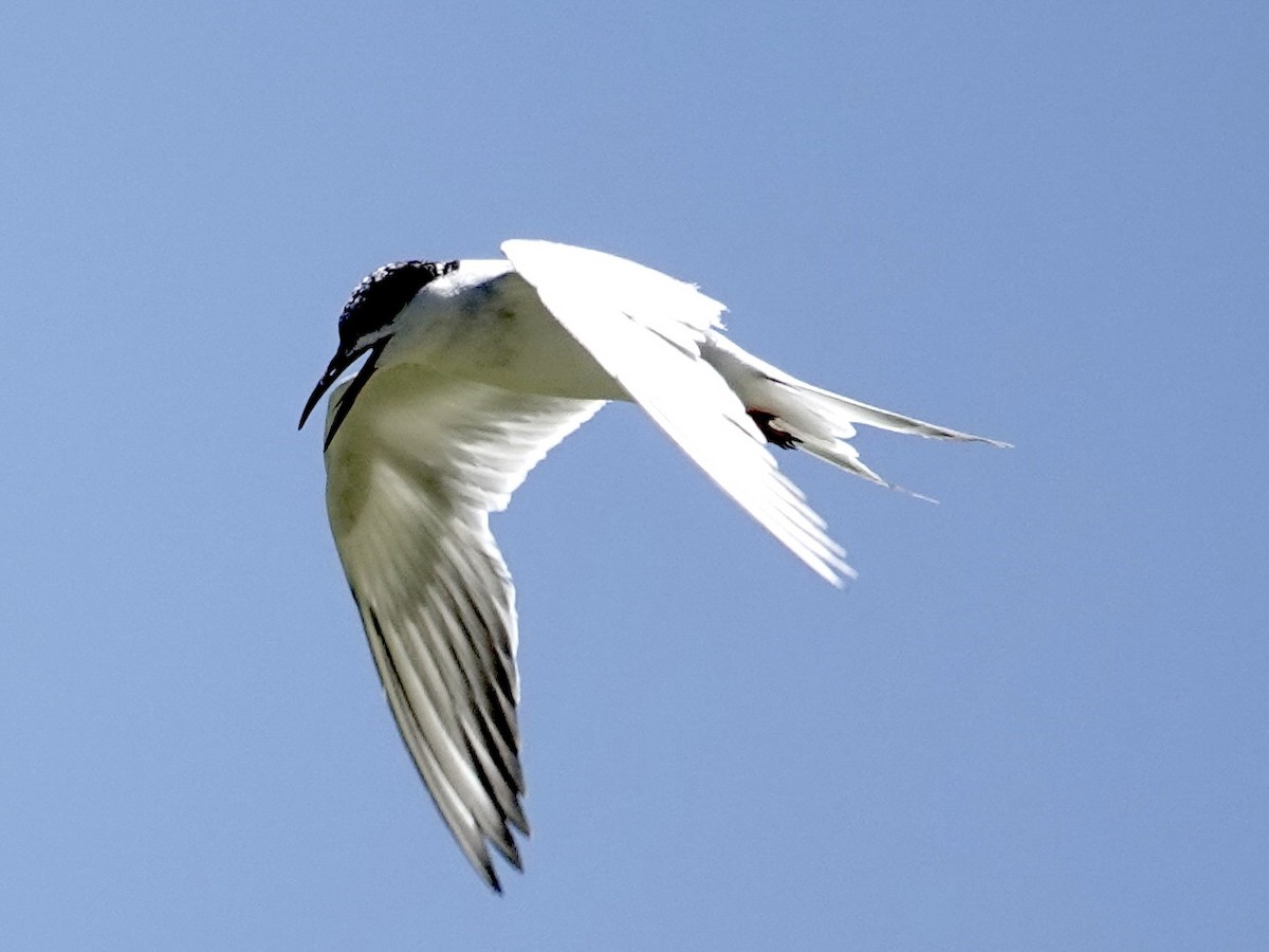 Forster's Tern - ML639809510