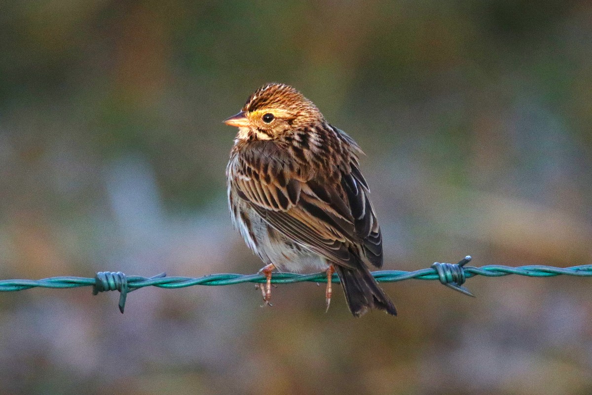 Savannah Sparrow - ML639809518