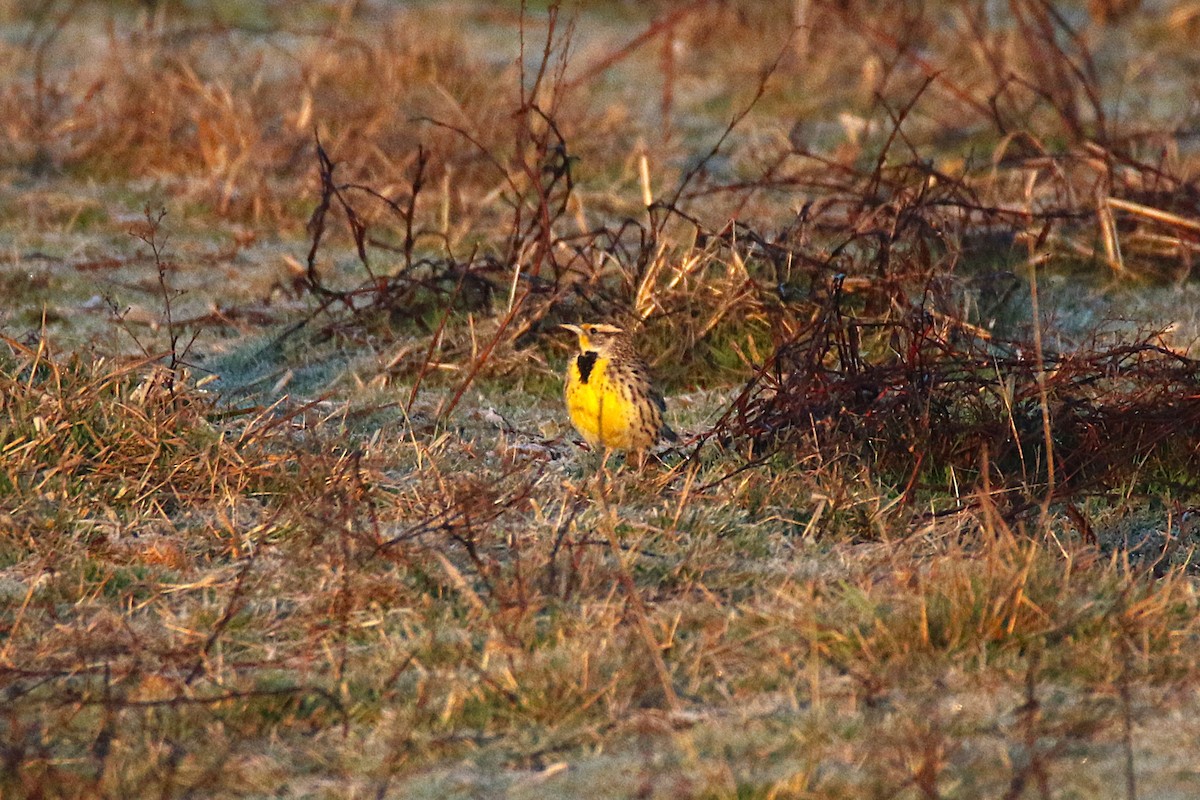 Western Meadowlark - ML639809527
