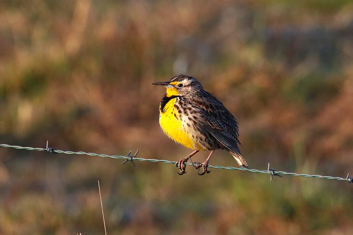Western Meadowlark - ML639809529