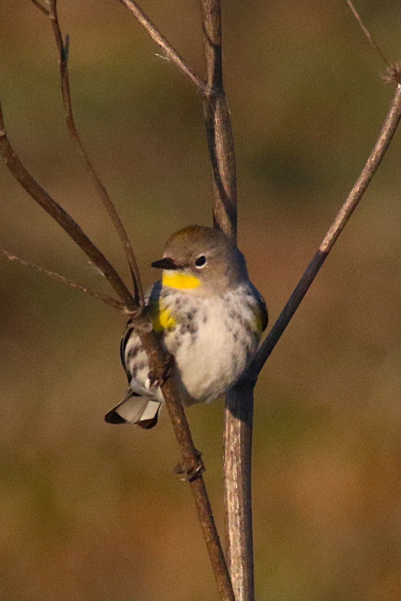 Yellow-rumped Warbler - ML639809536