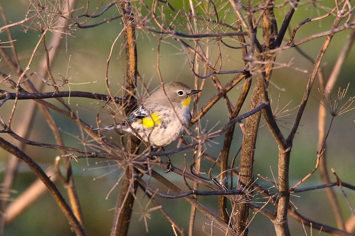 Yellow-rumped Warbler - ML639809537