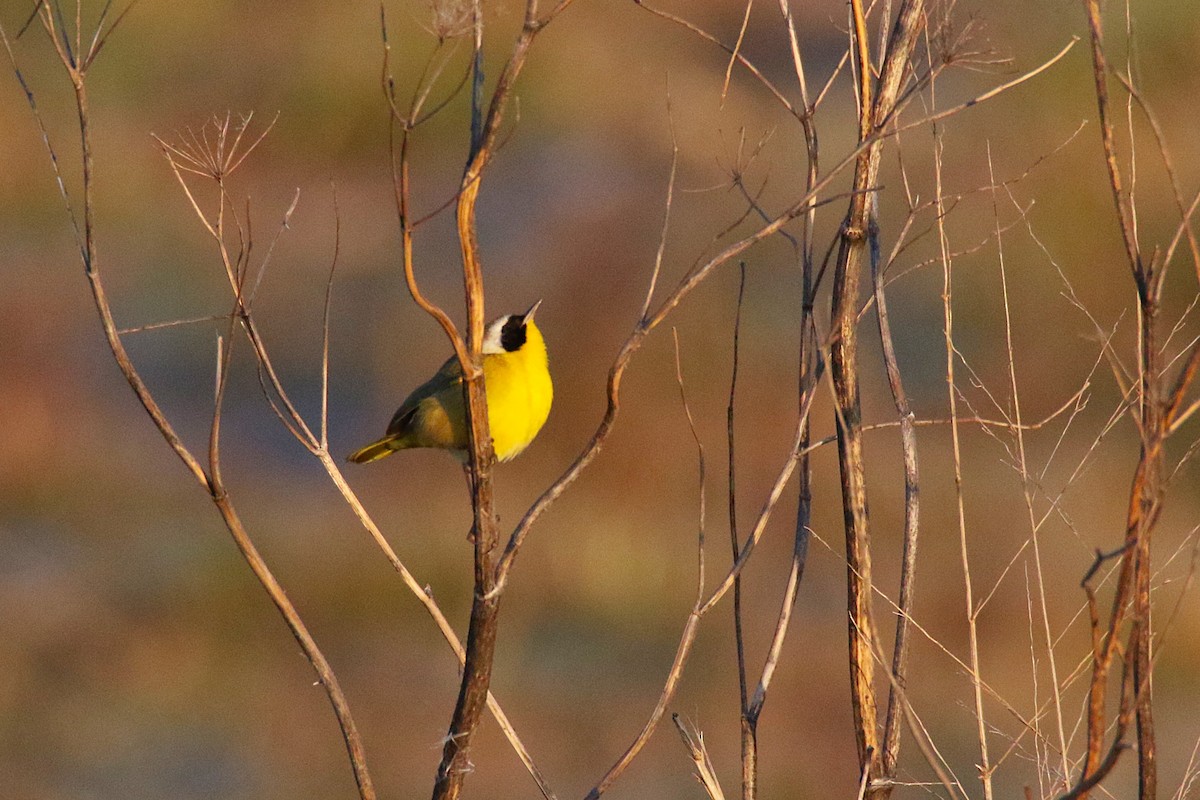 Common Yellowthroat - ML639809543