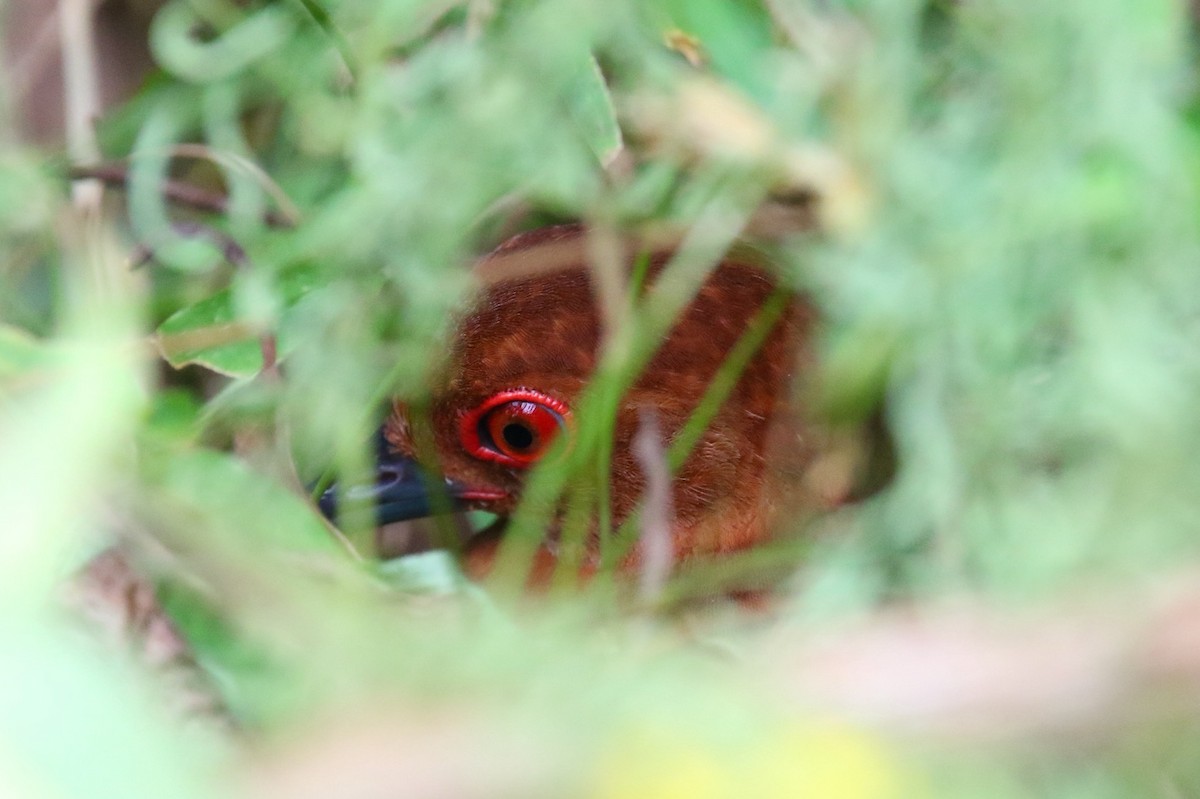 Red-legged Crake - ML639809621