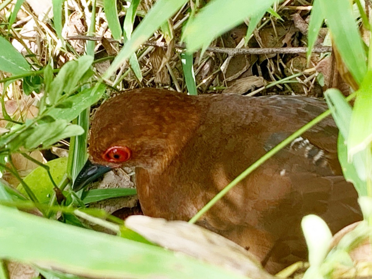 Red-legged Crake - ML639809622