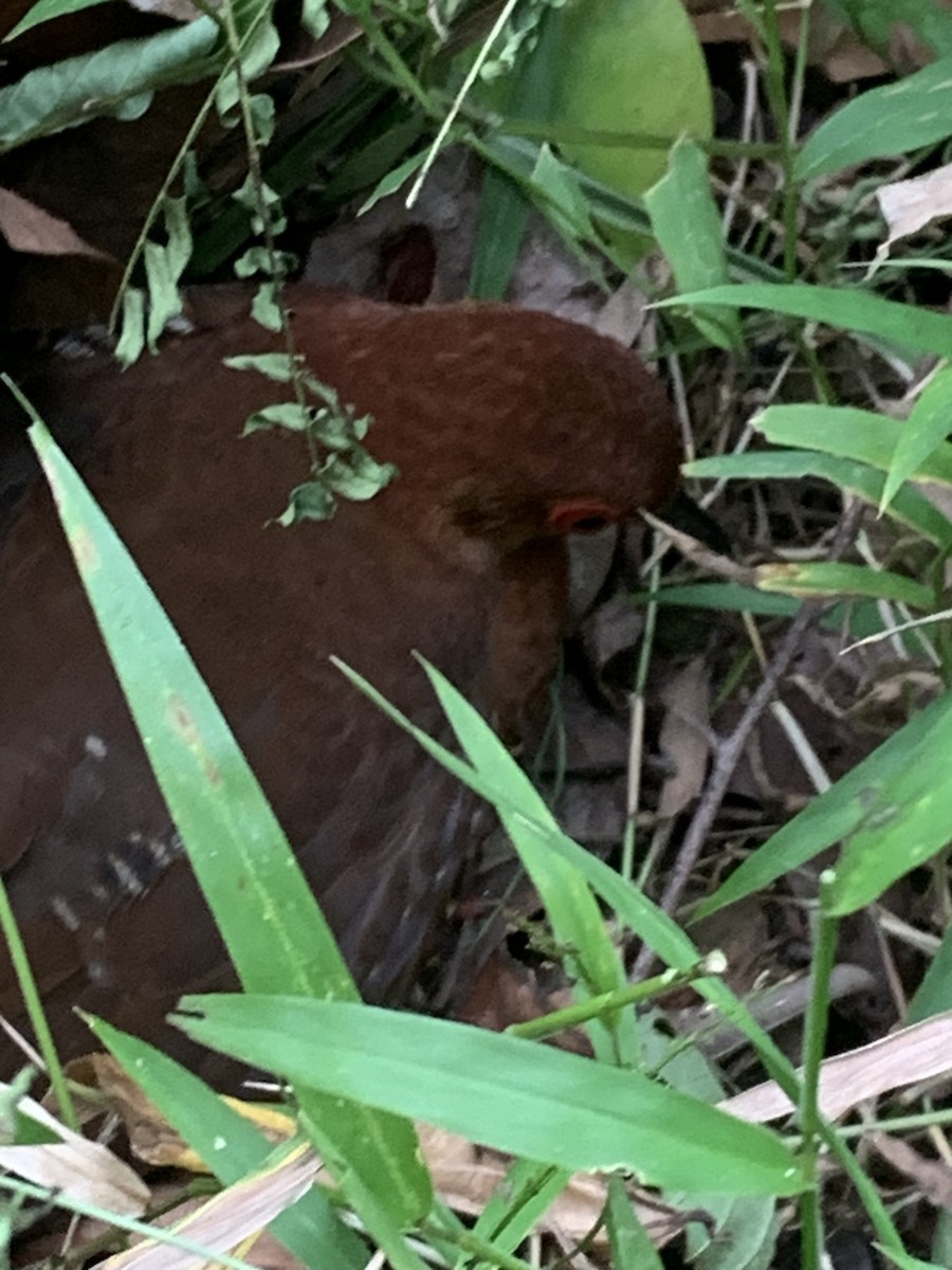 Red-legged Crake - ML639809623