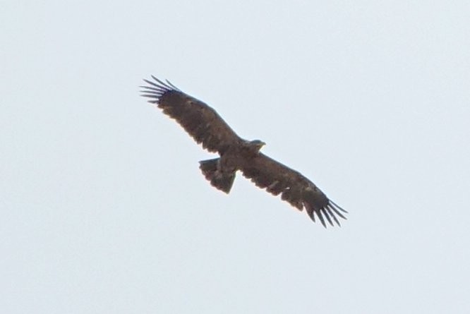 Lesser Spotted Eagle - ML639809732