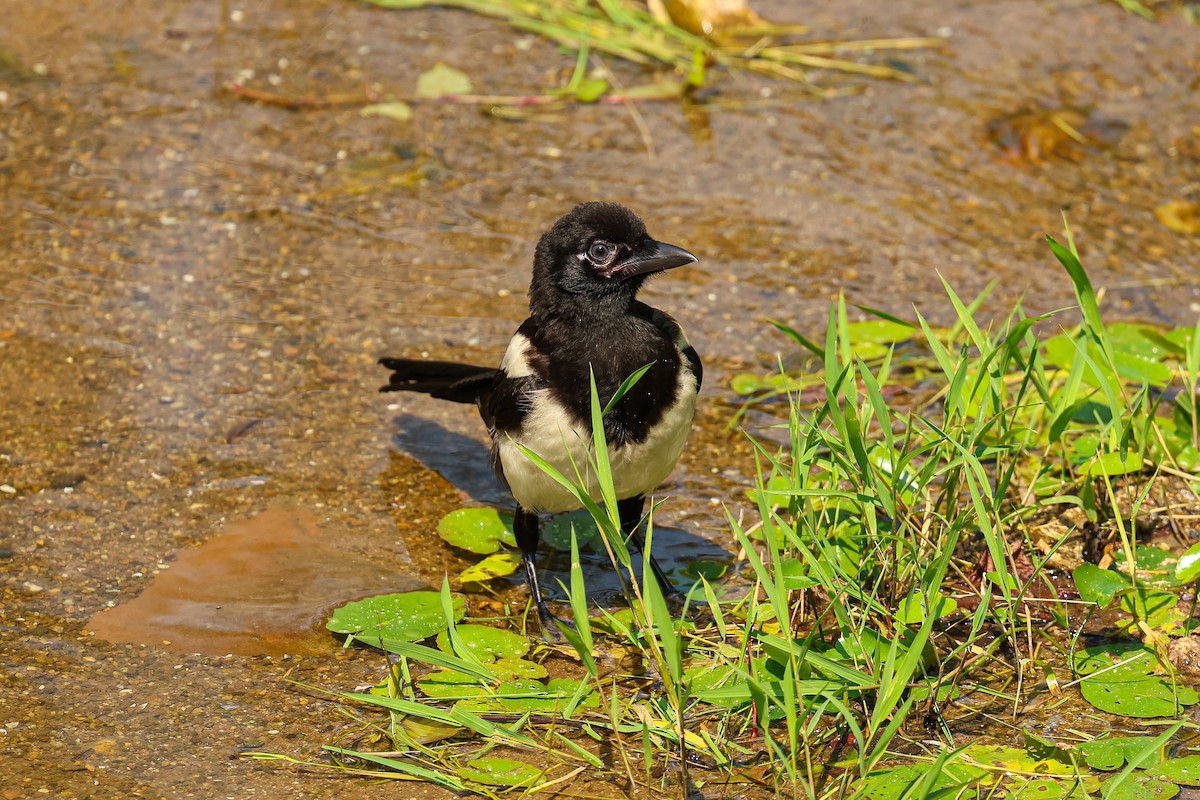 カササギ - ML639809752