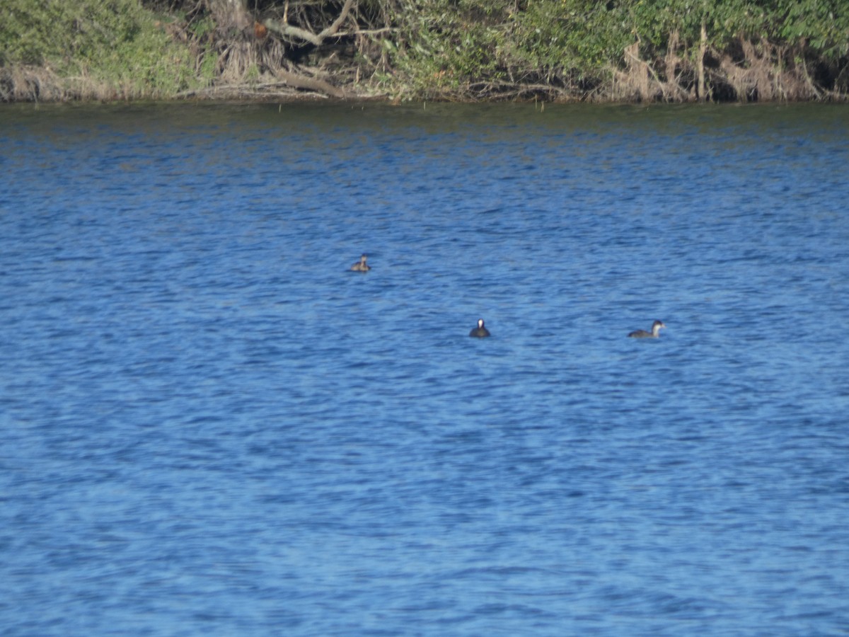 Eurasian Coot - ML639809826